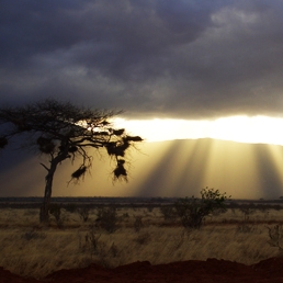 4 Great Tales of Africa